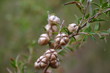 natura