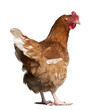 brown hen (2 years old)