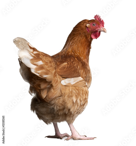 Photo: brown hen (2 years old) brown hen (2 years old)