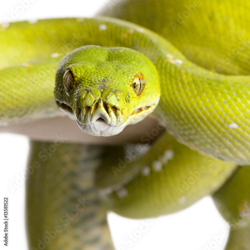Photo: green tree python - Morelia viridis (5 years old) green tree python - Morelia viridis (5 years old)