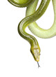 Red-tailed Green Ratsnake - Gonyosoma oxycephalum Red-tailed Green Ratsnake - Gonyosoma oxycephalum