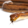 rat snake - elaphe obsoleta (4 years old)