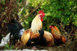 Le coq avec ses poulets