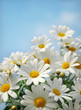 Field of daisy