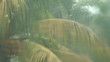 Video: Rain: Thunderstorm Rain: Thunderstorm