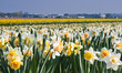 Daffodils in springtime in close view