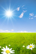 Green field with chamomile flowers and sunray Green field with chamomile flowers and sunray