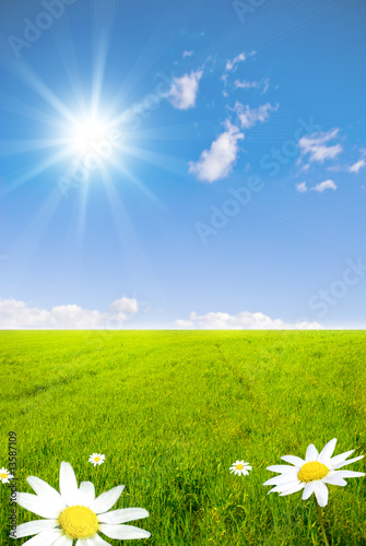 Foto: Green field with chamomile flowers and sunray Green field with chamomile flowers and sunray