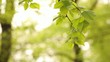 Green leaves