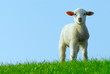 cute lamb in spring cute lamb in spring