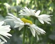 Bees and daisies
