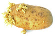 vieille peau flétrie et ridée d'une pomme de terre germée vieille peau flétrie et ridée d'une pomme de terre germée