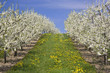 Obstbaumfeld am Bodensee