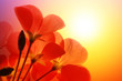 Red flowers over sunshine background Red flowers over sunshine background