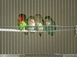Gefangene Vögel
