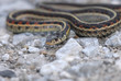 Garter Snake Garter Snake