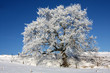 Winterlandschaft mit Baum