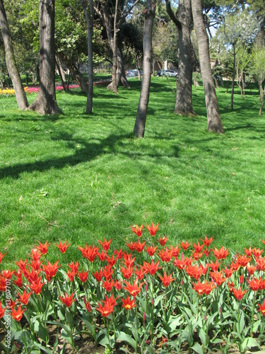 Photo: flowers in park flowers in park