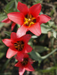Tulpen Tulpen