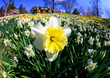 The daffodil blooming in spring