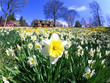 The daffodil blooming in spring
