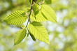 Baumfrühling Baumfrühling