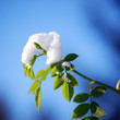 winter abschied