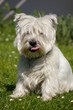 Hund