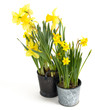 daffodil on white background