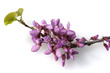 Judasbaum; Gemeiner; Cercis siliquastrum