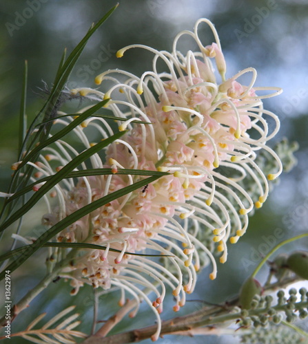 Photo : White Grevillea Flower White Grevillea Flower