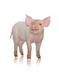 Small pig