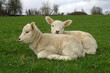 Spring Lambs