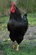 Huhn 11