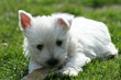 Hundebaby