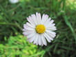 Blume im Gras