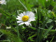 Blume