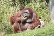 9306 - Orang-Utan