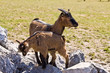 Ziegen im Tierpark