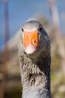 Gans