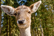 Reh im Profil