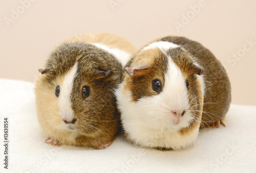 Photo: Meerschweinchen 2 Meerschweinchen 2
