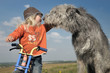 Foto: Kleinkind auf Laufrad wird beschnuppert von Irish Wolfhound Kleinkind auf Laufrad wird beschnuppert von Irish Wolfhound