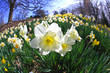 The daffodil blooming in spring
