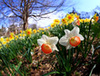 The daffodil blooming in spring
