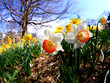 The daffodil blooming in spring