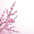 Cherry blossom Cherry blossom
