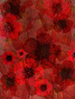 flowers with red background