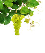 Grapevine With Ripe Grape