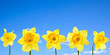 Narcissus